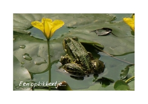 Beterschapskaart kikker opkikker lelie